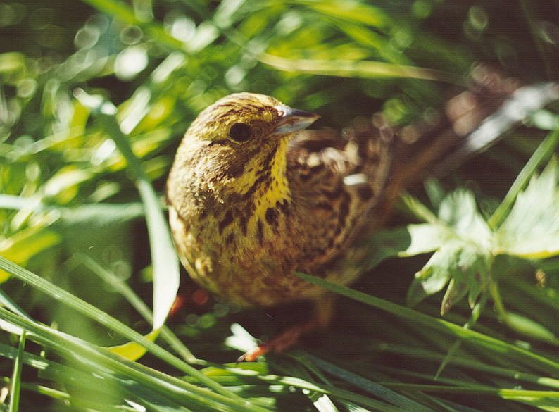 Обыкновенная овсянка | Животный мир и природа Красноярского края