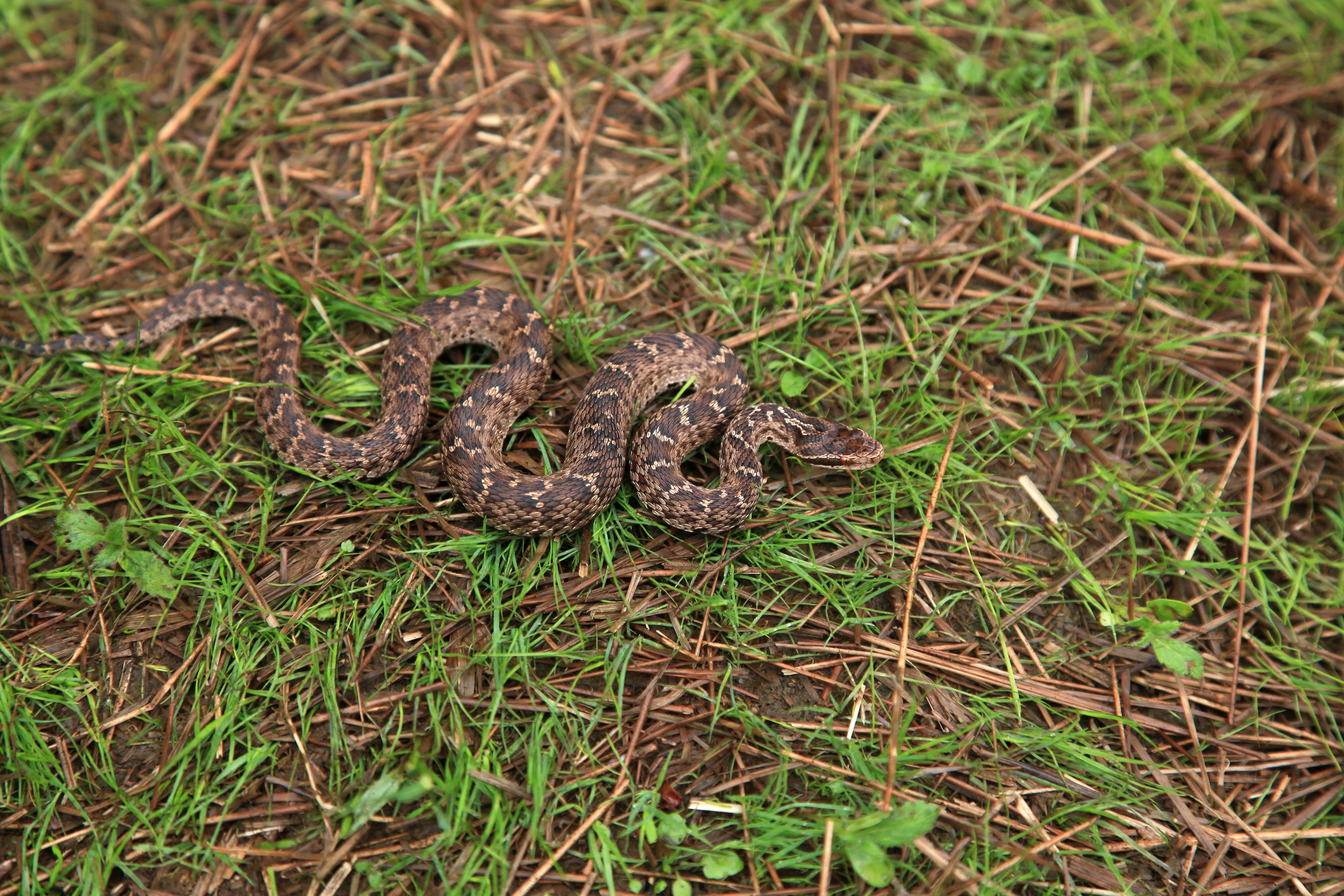 Чёрные и шипят: какие змеи опасны и что с ними делать