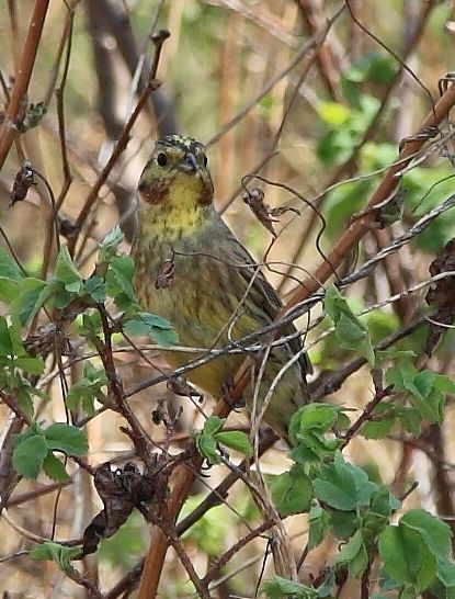 Обыкновенная овсянка | Животный мир и природа Красноярского края