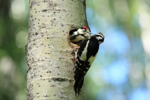 Дятел кормит птенца. Фото: С.М. Чупров
